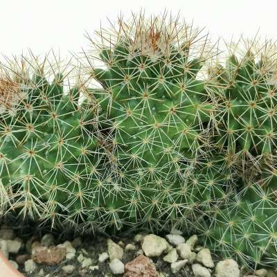 Mammillaria ernestii f. politomica - Giromagi