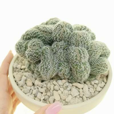 Lobivia densispina f. crestata (Own roots)