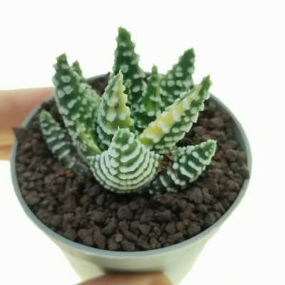 Haworthia pumila f. variegata