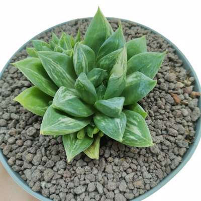 Haworthia cuspidata f. variegata
