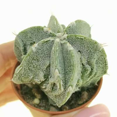 Astrophytum myriostigma cv. Fukuryu (type B) double ribes