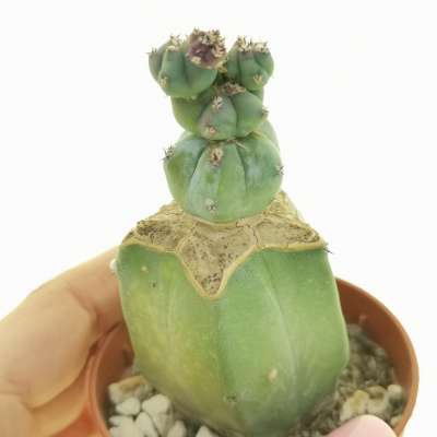 Myrtillocactus geometrizans f. mostruosa Stacker