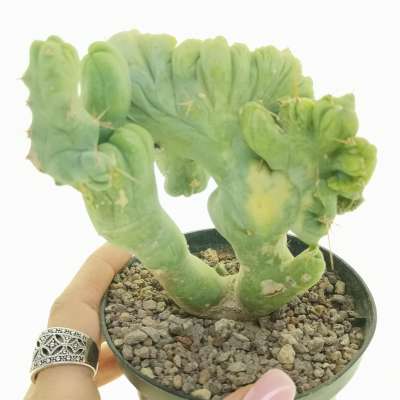 Trichocereus bridgesii mostruoso crestato variegato