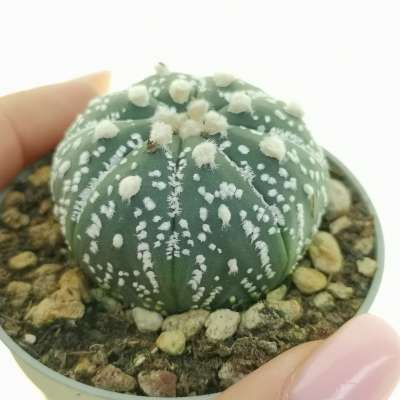 Astrophytum asterias hybrid (CITES)