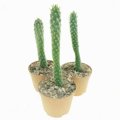 Opuntia subulata - Giromagi