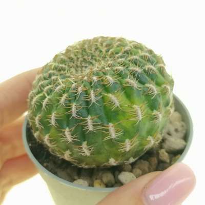 Sulcorebutia arenacea f. variegata