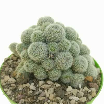 Sulcorebutia sunrise - Giromagi