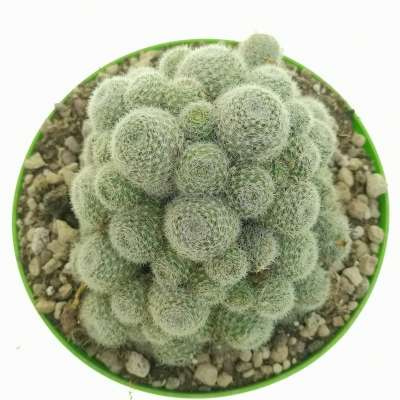 Sulcorebutia sunrise - Giromagi