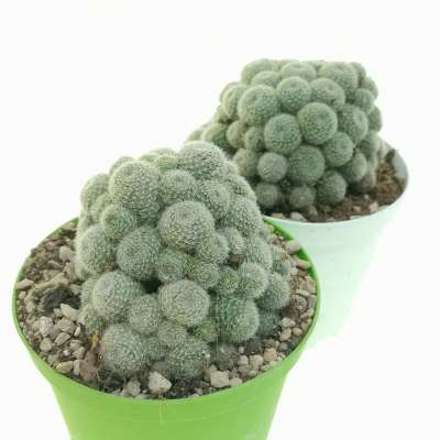 Sulcorebutia sunrise - Giromagi