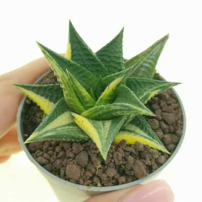 Haworthia limifolia f. spiralis variegata
