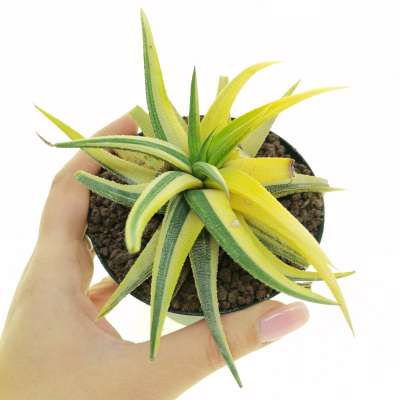 Haworthia attenuata var. radula f. variegata