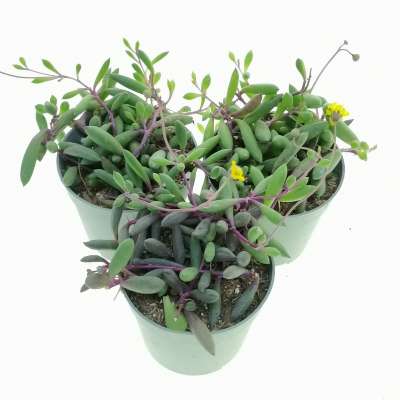 Senecio herreianus 'Purple Flush' - Giromagi