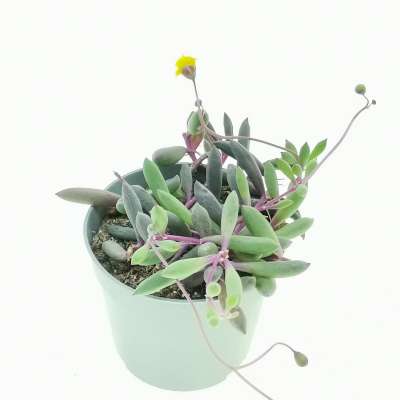 Senecio herreianus 'Purple Flush' - Giromagi