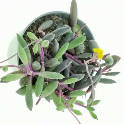 Senecio herreianus 'Purple Flush' - Giromagi