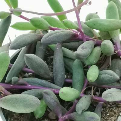 Senecio herreianus 'Purple Flush' - Giromagi