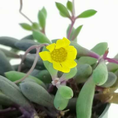 Senecio herreianus 'Purple Flush' - Giromagi