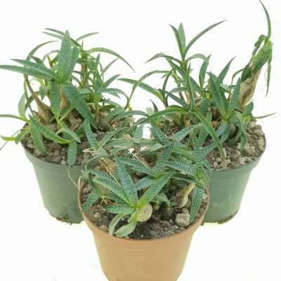 Scilla socialis 'Miner' - Giromagi