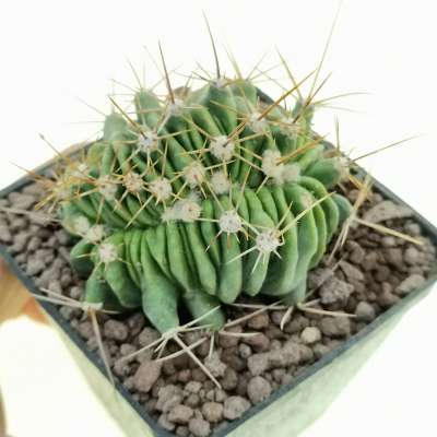 Ferocactus echidne f. crestata (Own roots)