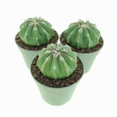 Melocactus maxonii f. inermis - Giromagi