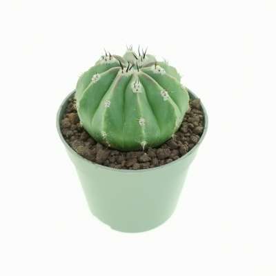 Melocactus maxonii f. inermis - Giromagi