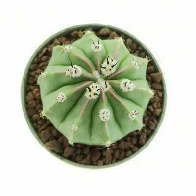 Melocactus maxonii f. inermis - Giromagi