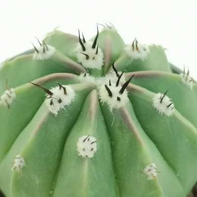 Melocactus maxonii f. inermis - Giromagi