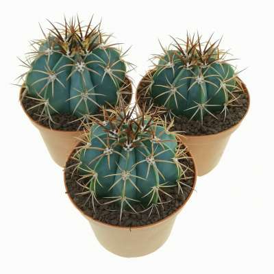 Melocactus warasii - Giromagi