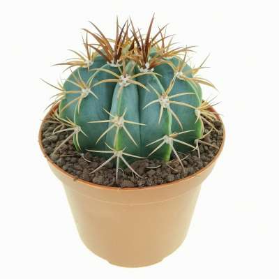 Melocactus warasii - Giromagi
