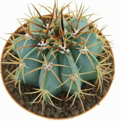 Melocactus warasii - Giromagi