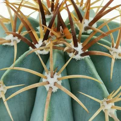 Melocactus warasii - Giromagi