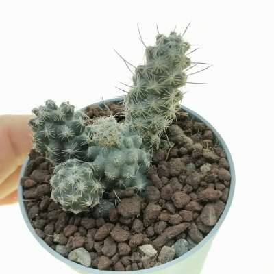 Pterocactus australis (Own roots)