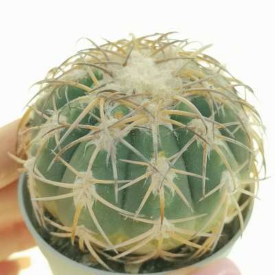 Gymnocalycium spegazzinii var. punillense