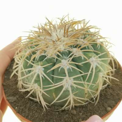 Gymnocalycium spegazzinii var. punillense