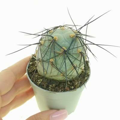 Tephrocactus geometricus 'Black thorn'