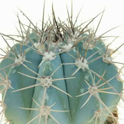 Melocactus azureus - Giromagi