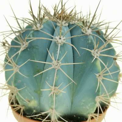Melocactus azureus - Giromagi