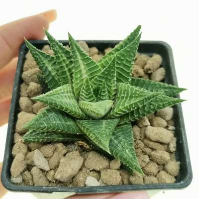 Haworthia limifolia f. variegata