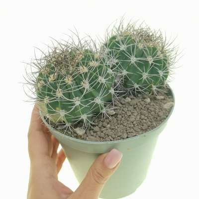Acanthocalycium peitscherianum