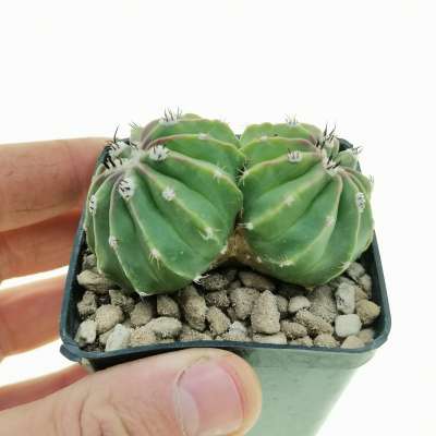 Melocactus maxonii f. inermis dicotomica