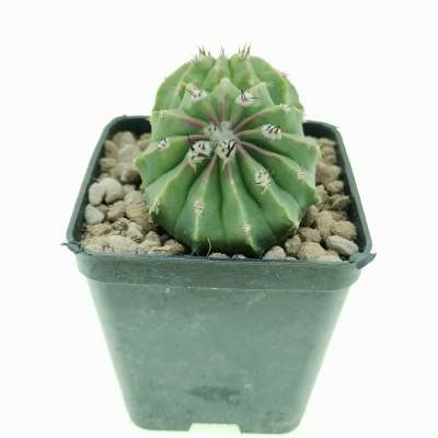 Melocactus maxonii f. inermis dicotomica - Giromagi