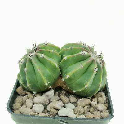 Melocactus maxonii f. inermis dicotomica - Giromagi