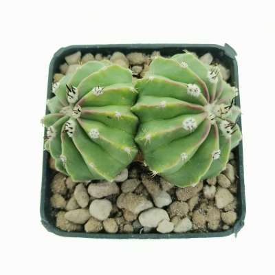 Melocactus maxonii f. inermis dicotomica - Giromagi