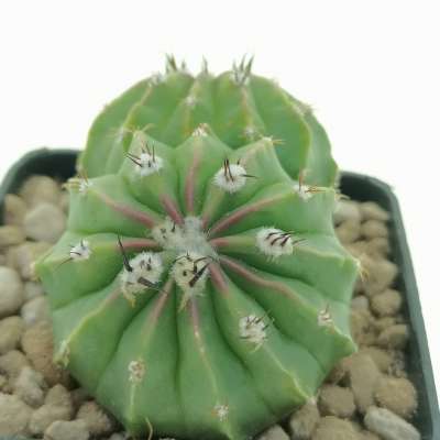 Melocactus maxonii f. inermis dicotomica - Giromagi