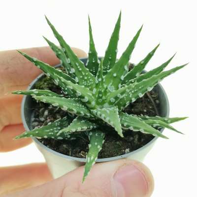 Haworthia attenuata cv. donut