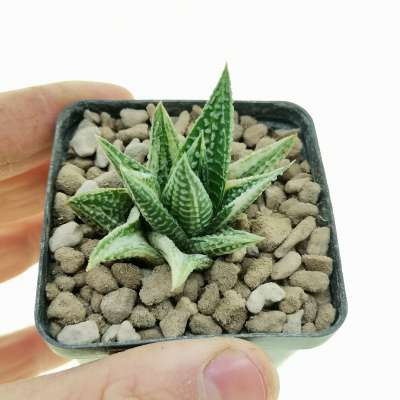 Haworthia limifolia 'Spider white' f. variegata