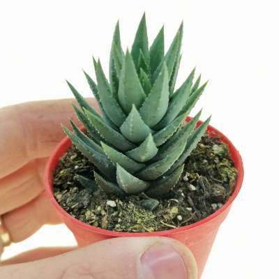 Haworthia coarctata f. baccata