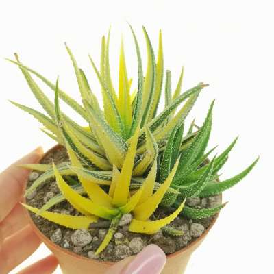 Haworthia attenuata var. radula f. variegata
