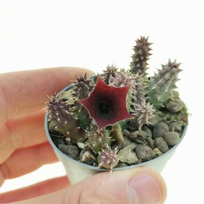 Huernia Saudi-arabica