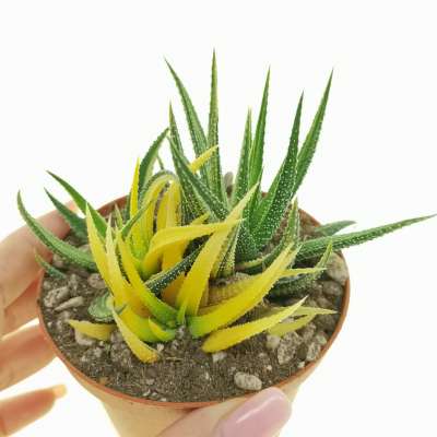 Haworthia attenuata var. radula f. variegata