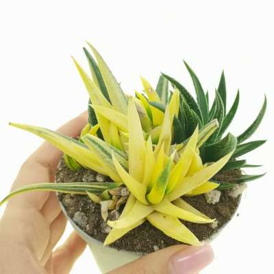 Haworthia herbacea f. variegata